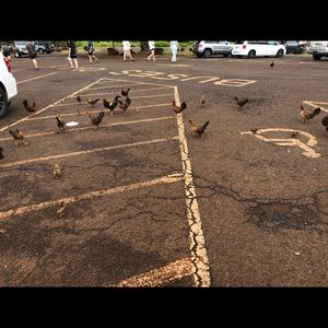 Meet your Posher, Roxana